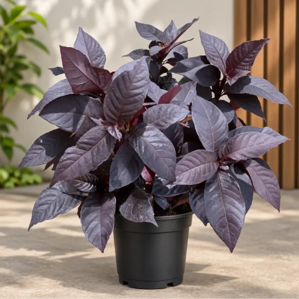 Buy Eranthemum "Pseuderanthemum"- Plant from Nursery Nisarga