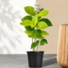 Buy Eranthemum "Pseuderanthemum"- Plant from Nursery Nisarga