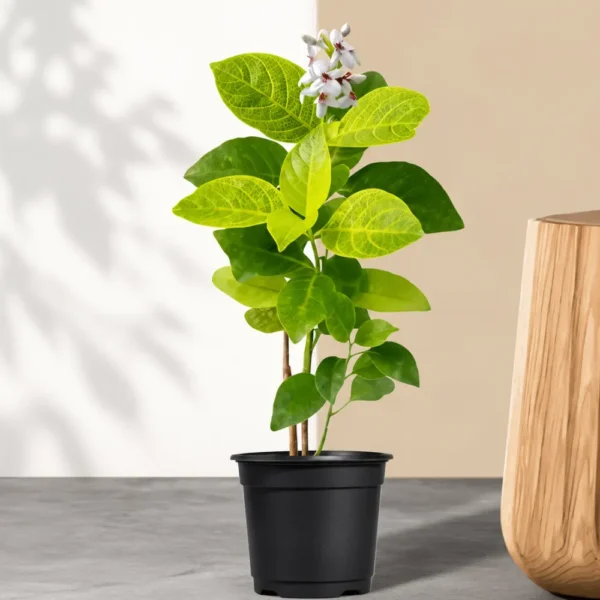 Buy Eranthemum "Pseuderanthemum"- Plant from Nursery Nisarga
