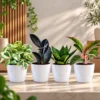 Buy Festive Decor Indoor Plants Combo with Pots (Pack of 4) from Nursery Nisarga