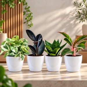 Buy Festive Decor Indoor Plants Combo with Pots (Pack of 4) from Nursery Nisarga