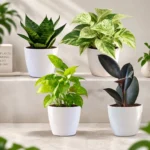 Festive Home Decor Indoor Plants with Pots (Pack of 4) from Nursery Nisarga