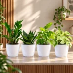 Buy Festive Home Decor Indoor Plants with Pots (Pack of 4) From Nursery Nisarga