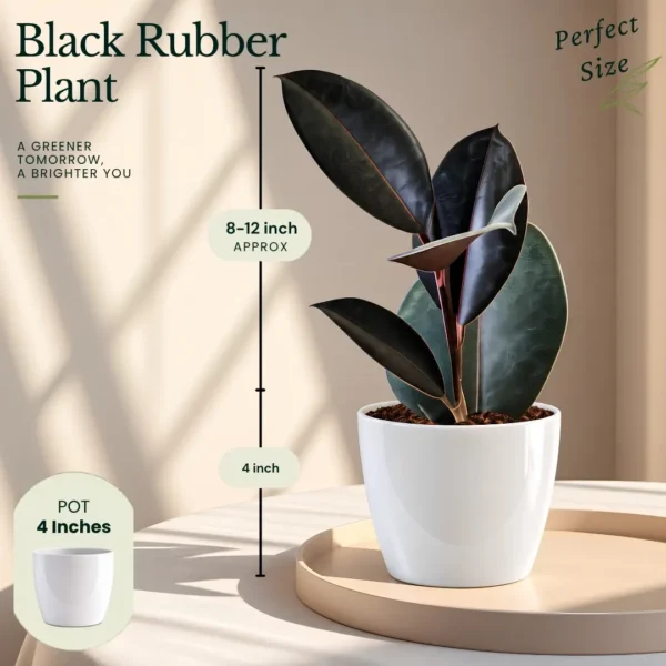 Festive Home Decor Indoor Plants with Pots (Pack of 4) from Nursery Nisarga