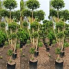 Buy Ficus Retusa Topiary – Ficus microcarpa ‘Retusa’ Plant from Nursery Nisarga