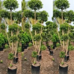 Buy Ficus Retusa Topiary – Ficus microcarpa ‘Retusa’ Plant from Nursery Nisarga