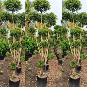 Buy Ficus Retusa Topiary – Ficus microcarpa ‘Retusa’ Plant from Nursery Nisarga
