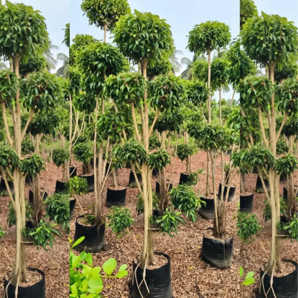 Buy Ficus Retusa Topiary – Ficus microcarpa ‘Retusa’ Plant from Nursery Nisarga