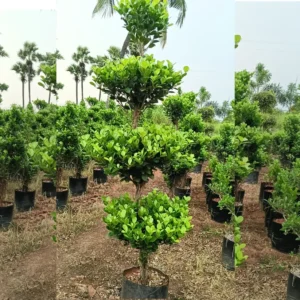 Buy 72-84 inches (6-7 ft) tall Plant in 16 inch Pot from Nursery Nisarga