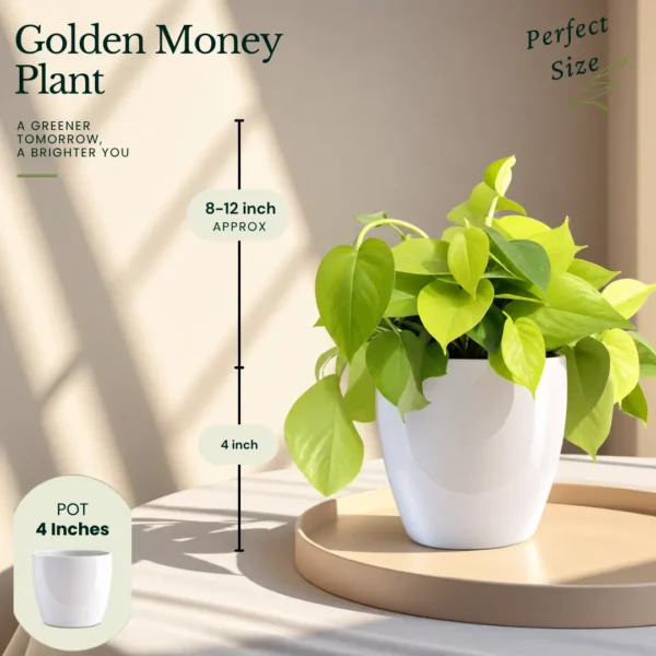 Buy Festive Decor Air Purifying Plants Combo (8 Inch, Pack of 5) from Nursery Nisarga