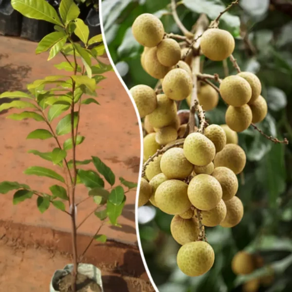 Buy Golden River Longan Grafted - plant from Nursery Nisarga