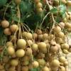 Buy Golden River Longan Grafted - plant from Nursery Nisarga