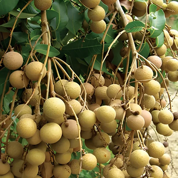 Buy Golden River Longan Grafted - plant from Nursery Nisarga