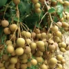 Buy Golden River Longan Grafted - plant from Nursery Nisarga