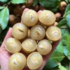 Buy Golden River Longan Grafted - plant from Nursery Nisarga