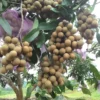 Buy Golden River Longan Grafted - plant from Nursery Nisarga