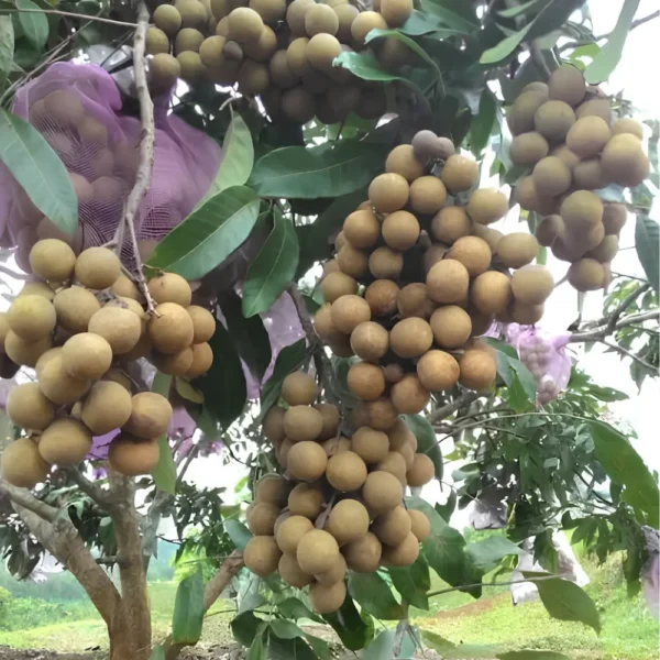 Buy Golden River Longan Grafted - plant from Nursery Nisarga