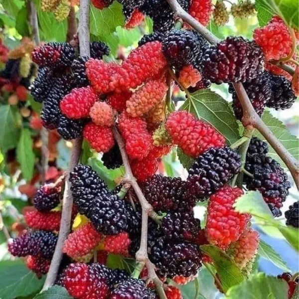 Buy Grafted Mulberry, Shahtoot, Tuti - Plant from Nursery Nisarga