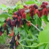 Buy Grafted Mulberry, Shahtoot, Tuti - Plant from Nursery Nisarga
