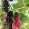 Buy Grafted Mulberry, Shahtoot, Tuti - Plant from Nursery Nisarga