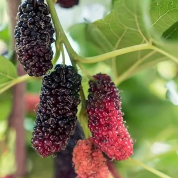 Buy Grafted Mulberry, Shahtoot, Tuti - Plant from Nursery Nisarga
