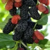Buy Grafted Mulberry, Shahtoot, Tuti - Plant from Nursery Nisarga