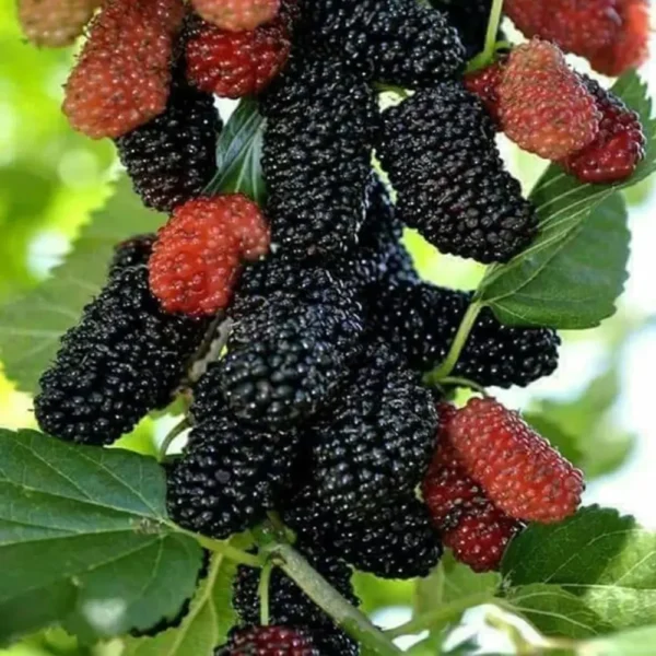 Buy Grafted Mulberry, Shahtoot, Tuti - Plant from Nursery Nisarga