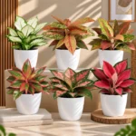Buy Festive Decor Aglaonema Plants Combo (Pack of 6) from Nursery Nisarga
