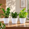Buy Festive Decor Indoor Plants with Pots (Pack of 3) from Nursery Nisarga