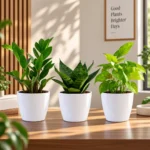 Buy Festive Decor Indoor Plants with Pots (Pack of 3) from Nursery Nisarga