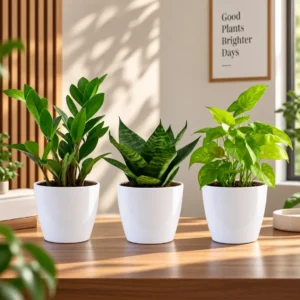Buy Festive Decor Indoor Plants with Pots (Pack of 3) from Nursery Nisarga