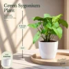 Buy Top 3 Indoor Special Decorative Plants Pack with Green Syngonium for Home and Office Décor from Nursery Nisarga