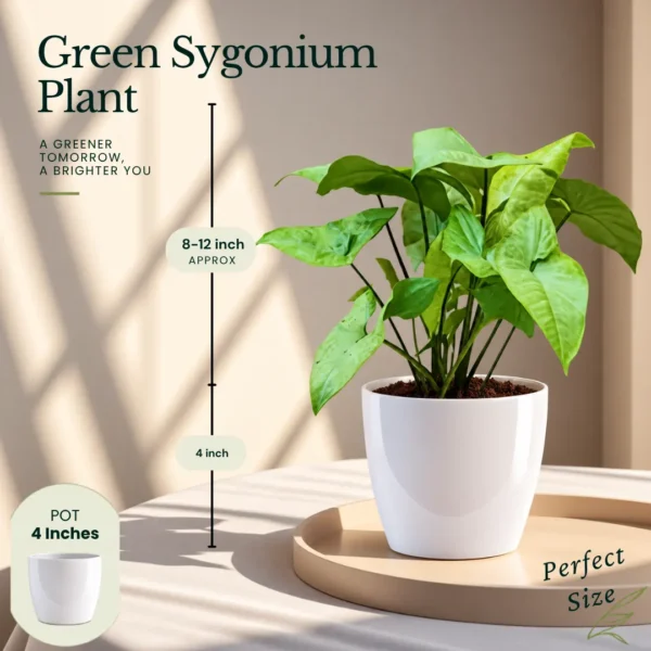 Buy Top 3 Indoor Special Decorative Plants Pack with Green Syngonium for Home and Office Décor from Nursery Nisarga