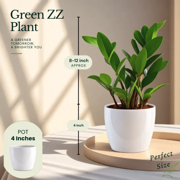 Buy Top 3 Indoor Special Decorative Plants Pack with Black Rubber Plant for Home and Office Décor from Nursery Nisarga