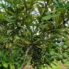 Buy Macadamia Grafted, Macadamia Integrifolia - Plant from Nursery Nisarga