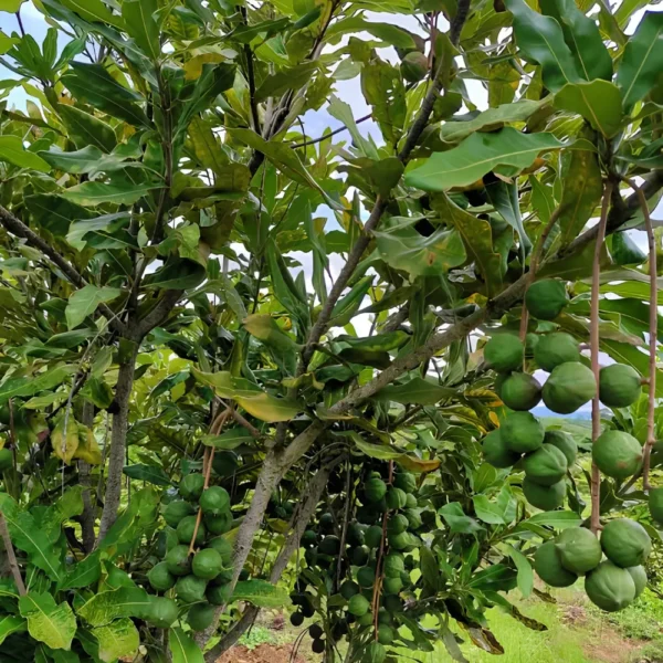 Buy Macadamia Grafted, Macadamia Integrifolia - Plant from Nursery Nisarga