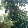 Buy Macadamia Grafted, Macadamia Integrifolia - Plant from Nursery Nisarga