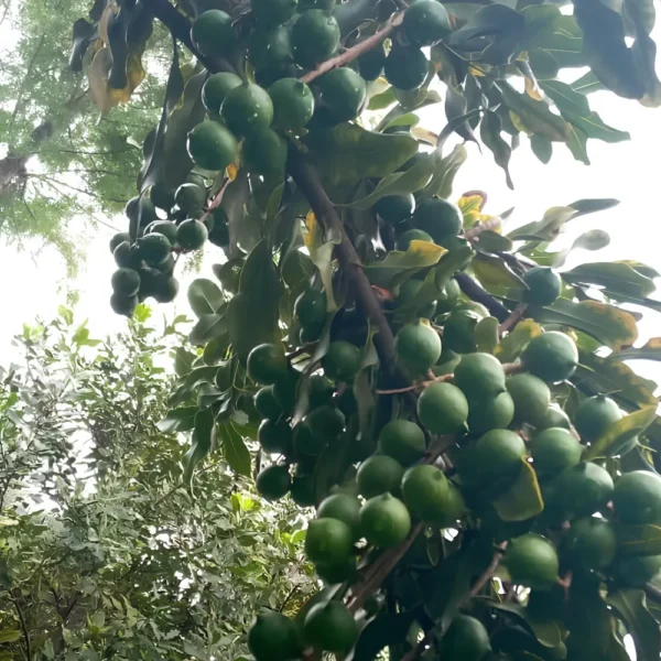 Buy Macadamia Grafted, Macadamia Integrifolia - Plant from Nursery Nisarga