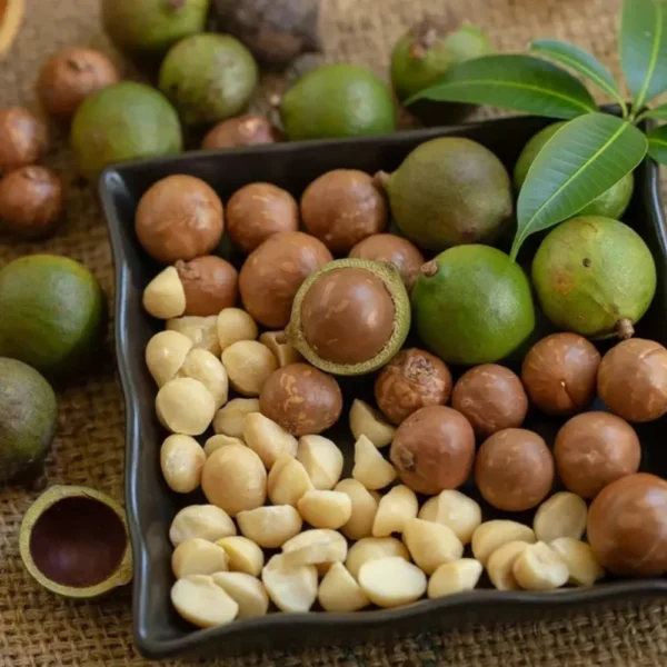 Buy Macadamia Grafted, Macadamia Integrifolia - Plant from Nursery Nisarga