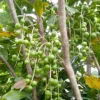 Buy Macadamia Grafted, Macadamia Integrifolia - Plant from Nursery Nisarga
