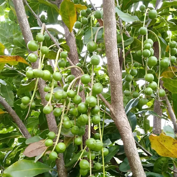 Buy Macadamia Grafted, Macadamia Integrifolia - Plant from Nursery Nisarga