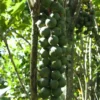 Buy Macadamia Grafted, Macadamia Integrifolia - Plant from Nursery Nisarga