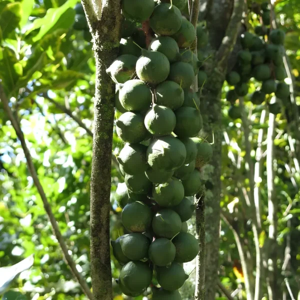 Buy Macadamia Grafted, Macadamia Integrifolia - Plant from Nursery Nisarga