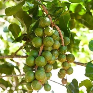 Buy Macadamia Grafted, Macadamia Integrifolia - Plant from Nursery Nisarga