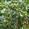 Buy Macadamia HAES 246 – Macadamia integrifolia Plant from Nursery Nisarga