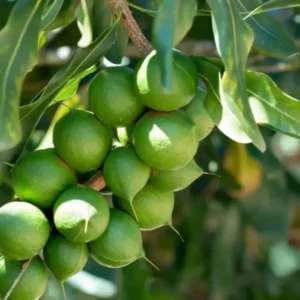 Buy Macadamia HAES 246 – Macadamia integrifolia Plant from Nursery Nisarga