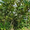 Buy Macadamia HAES 246 – Macadamia integrifolia Plant from Nursery Nisarga