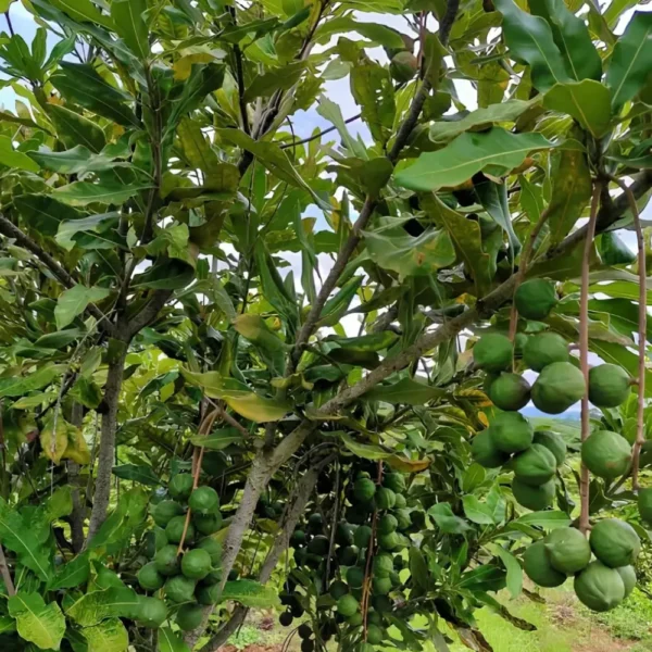 Buy Macadamia HAES 246 – Macadamia integrifolia Plant from Nursery Nisarga