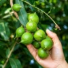 Buy Macadamia HAES 246 – Macadamia integrifolia Plant from Nursery Nisarga