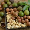 Buy Macadamia HAES 246 – Macadamia integrifolia Plant from Nursery Nisarga